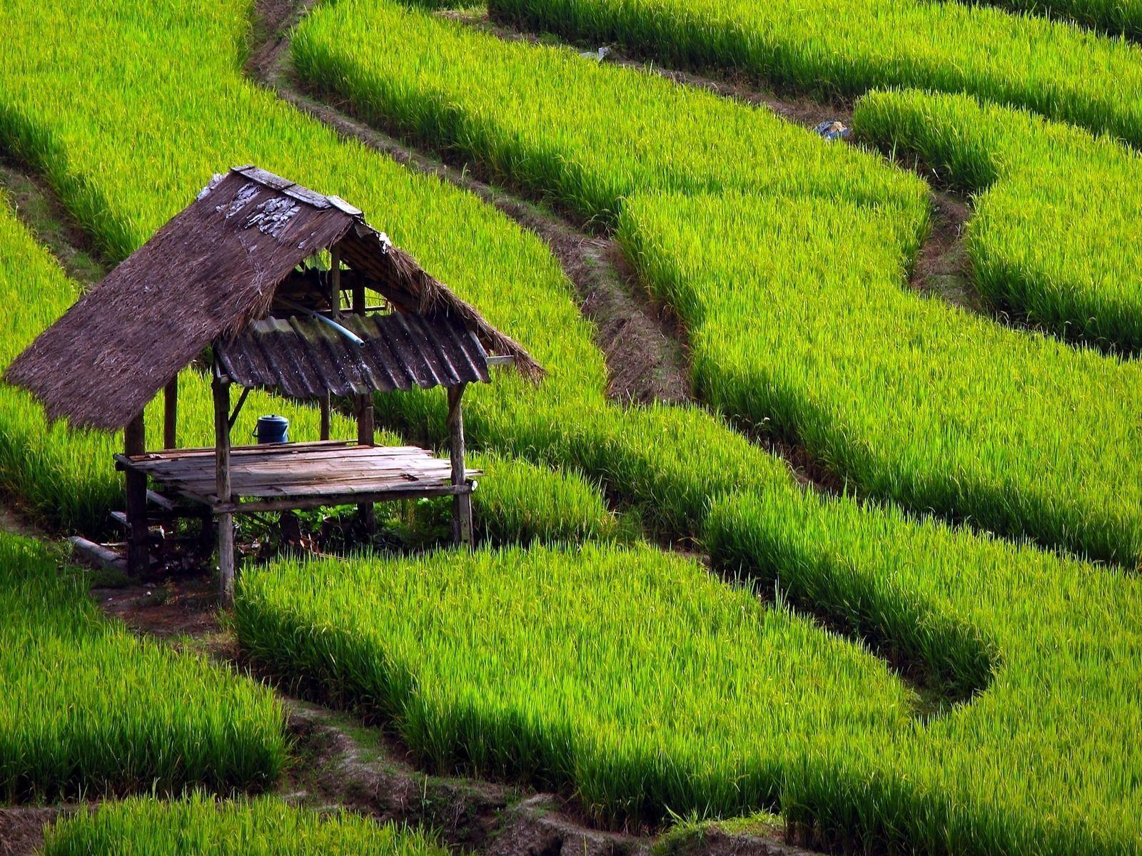 Sawah Lingko (Sawah Laba-laba)